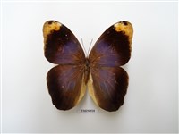 藏品(貓頭鷹蝶科)的圖片